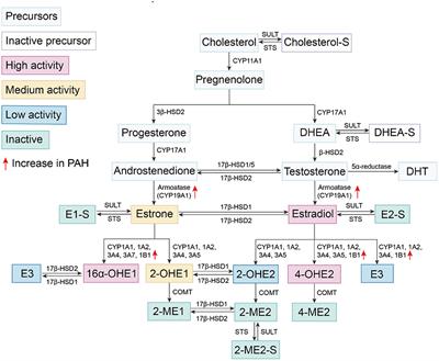 Sex Differences, Estrogen Metabolism and Signaling in the Development of Pulmonary Arterial Hypertension